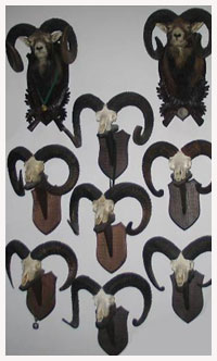 Darzbor_polowanie_muflon darzbor_polowanie_muflon